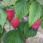 Frosne røde hindbær - 1 kg